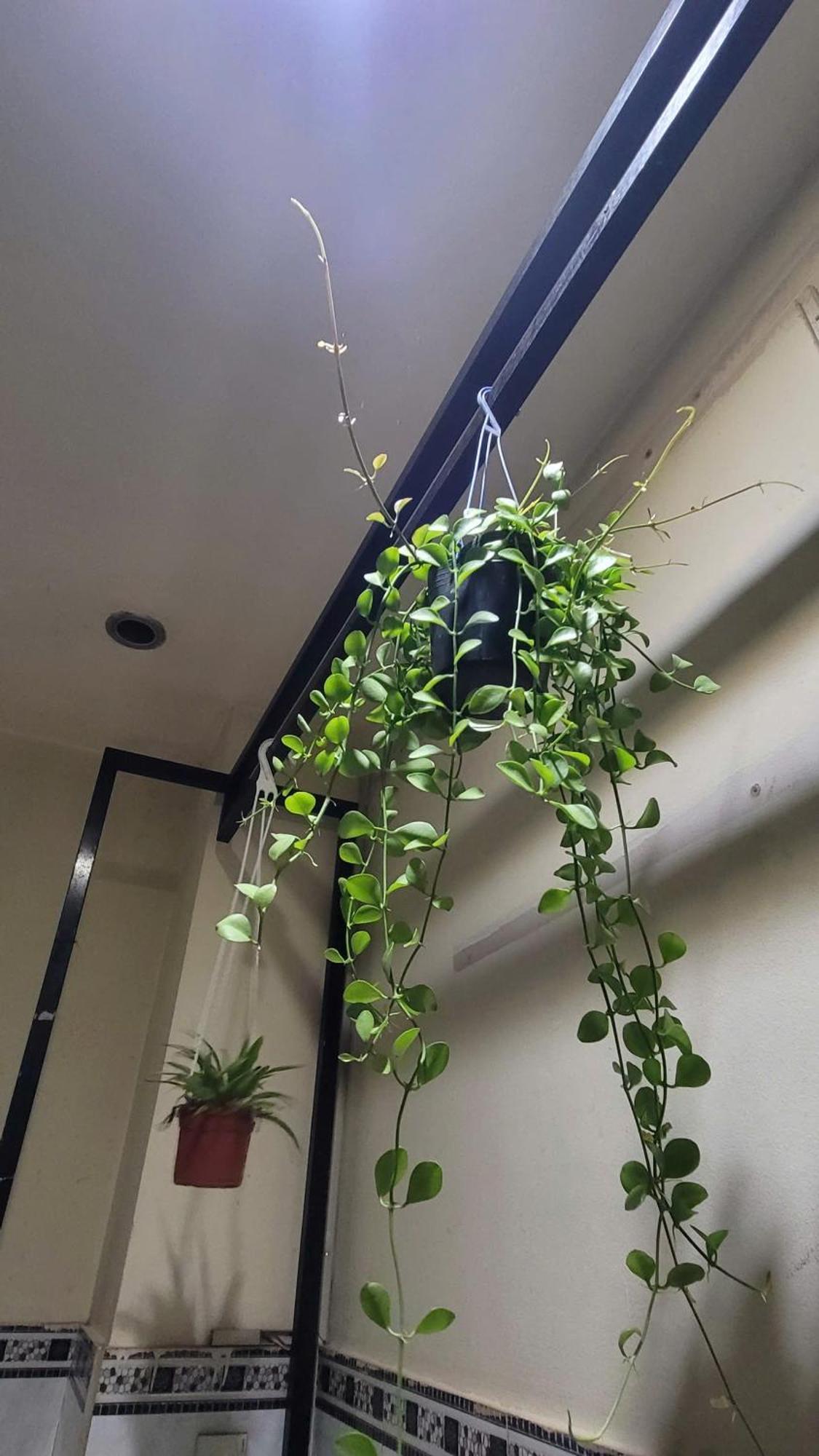 Homestay Fairy'S House مدينة هوشي منه المظهر الخارجي الصورة